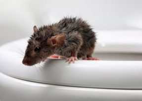 Myši se v domě již neukáží, nesnesou totiž aroma máty peprné