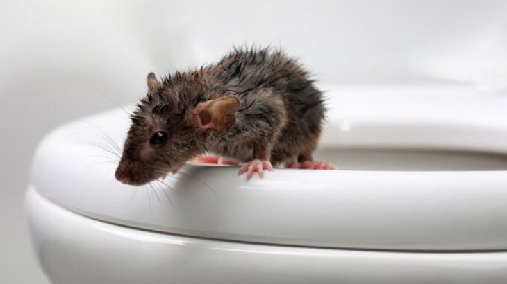 Myši se v domě již neukáží, nesnesou totiž aroma máty peprné