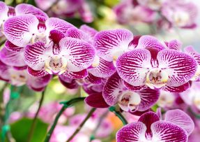 Rozkvetlá orchidej