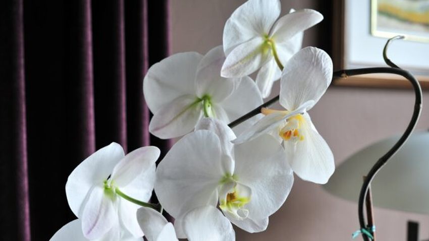 Když kořeny orchideje lezou z květináče, může to být způsobeno několika faktory. Většinu z nich však snadno vyřešíte.