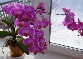 Orchideji se bude dařit skvěle, stačí ji zalévat citronovou vodou
