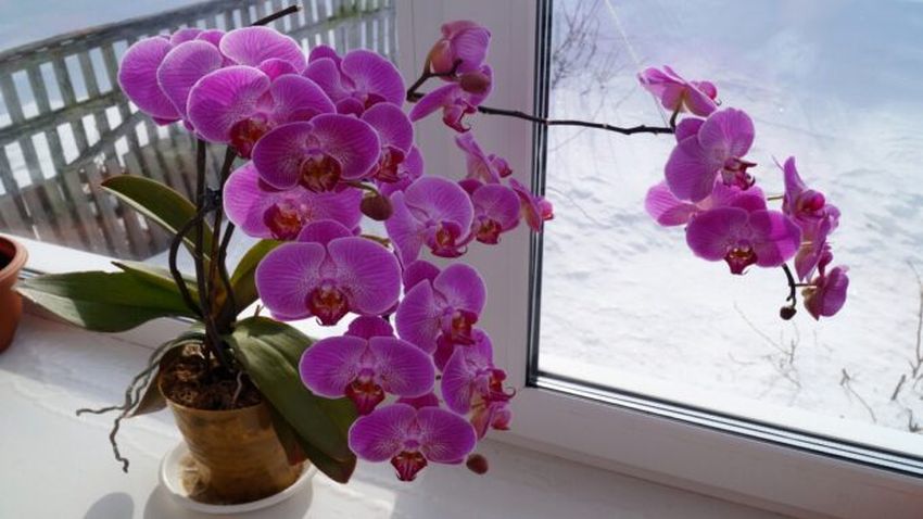 Aby vaše orchidej dostala opravdu vše, co potřebuje, nemusíte se hned uchylovat k chemickým hnojivům – bohatě postačí ta domácí.