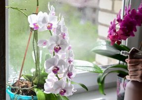 Orchidej jednou za čas přesaďte, vykvetou pak i několikrát do roka