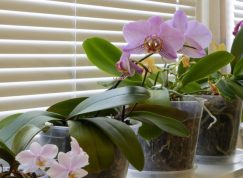 Orchidej pokvete cobydup, stačí začít hnojit vaječnými skořápkami
