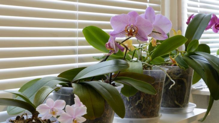 Orchidej pokvete cobydup, stačí začít hnojit vaječnými skořápkami