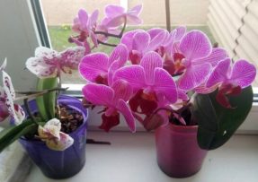 Orchidej krásně roste i kvete, zálivku z peroxidu miluje