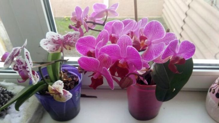 Orchidej krásně roste i kvete, zálivku z peroxidu miluje