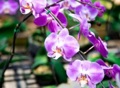 Orchidej pokvete celý rok, zařídí to sklenice obyčejného mléka