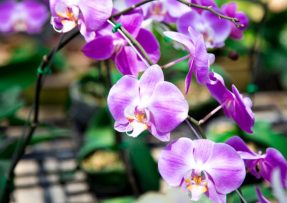 Orchidej pokvete celý rok, zařídí to sklenice obyčejného mléka