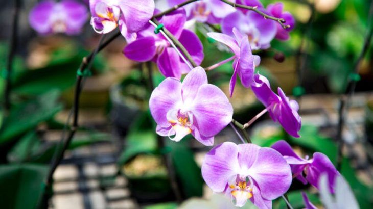 Orchidej pokvete celý rok, zařídí to sklenice obyčejného mléka