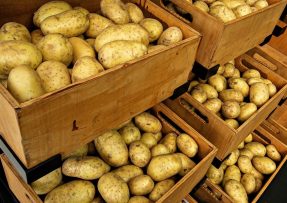 Desítky kilogramů brambor: Úroda bude boží, stačí je hnojit popelem