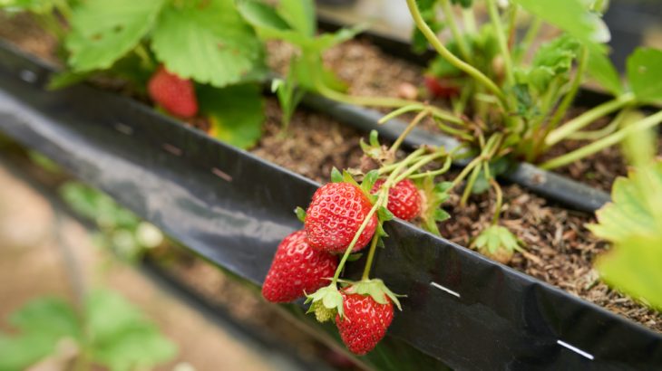 Aby vaše jahody letos plodily co nejlépe, vyzkoušejte osvědčený návod ze zahradničí. Uvidíte, že úrodou budete překvapeni.