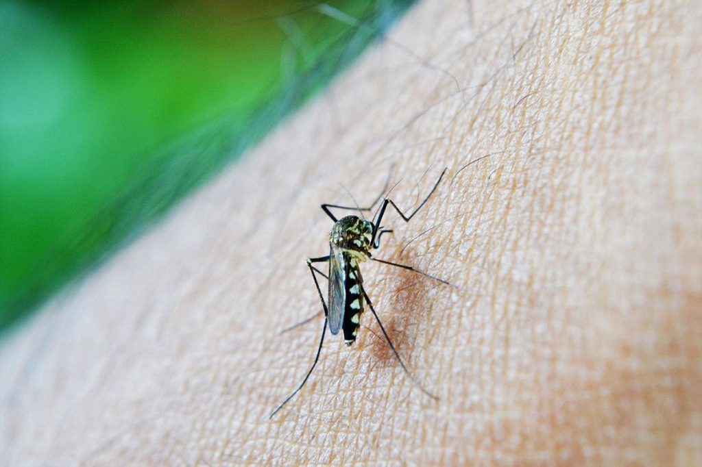 Už žádné štípance od komárů: Na zahradě se už nikdy neukáží
