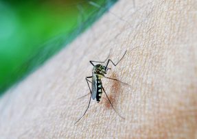 Už žádné štípance od komárů: Na zahradě se už nikdy neukáží