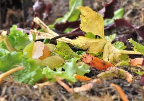 Kuchyňský odpad nevyhazovat, jeho zakopání na zahradě zvýší úrodu