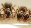 Roztok proti mravencům na zahradě: Peroxid vodíku je odežene