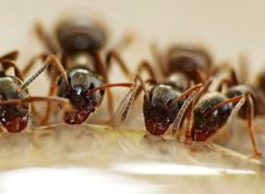 Roztok proti mravencům na zahradě: Peroxid vodíku je odežene