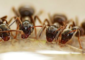 Roztok proti mravencům na zahradě: Peroxid vodíku je odežene
