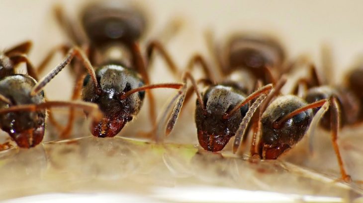 Roztok proti mravencům na zahradě: Peroxid vodíku je odežene