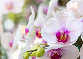 Když kořeny orchideje trčí z květináče: Na vině je málo světla a vlhkost