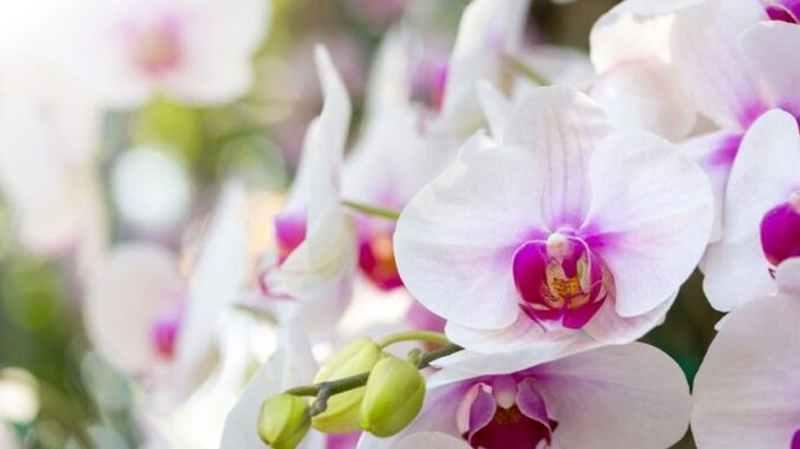 Když kořeny orchideje trčí z květináče: Na vině je málo světla a vlhkost