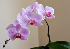 Aby vaše orchidej vypadala zase jako ve chvíli, kdy jste si ji přinesli domů, musíte ji správně pohnojit. A to třeba citronem.