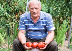 Jak na pěstování sazenic rajčat: Nejdůležitější je světlo a pořádná zálivka