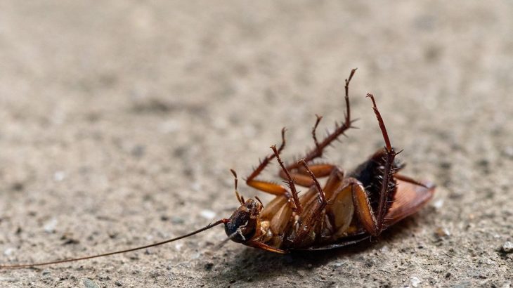 Zbavit se švábů je hračka, zápach cibule opravdu silně nenávidí