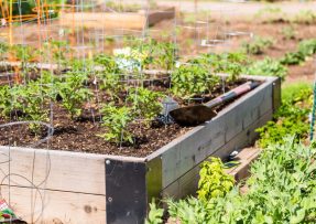 Co v březnu na zahradě: Vysít se dá mrkev, ředkvičky, špenát i kopr