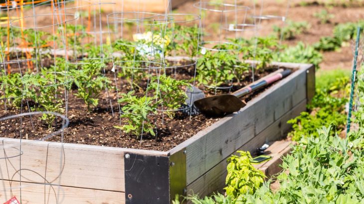 Co v březnu na zahradě: Vysít se dá mrkev, ředkvičky, špenát i kopr
