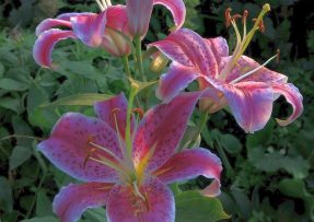 Dubnové hnojení lilií a péče o ně: S růstem pomůže hnůj, chce to ale i světlo