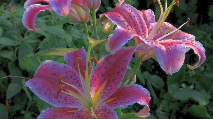 Dubnové hnojení lilií a péče o ně: S růstem pomůže hnůj, chce to ale i světlo