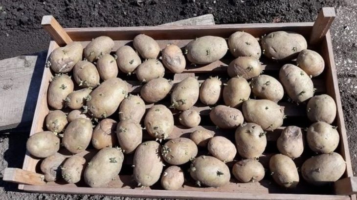 Pokud si chcete pravidelně dopřávat dokonale čerstvé brambory, nemusíte mít zahradu. Díky šikovným trikům se jim bude dařit i na balkoně.