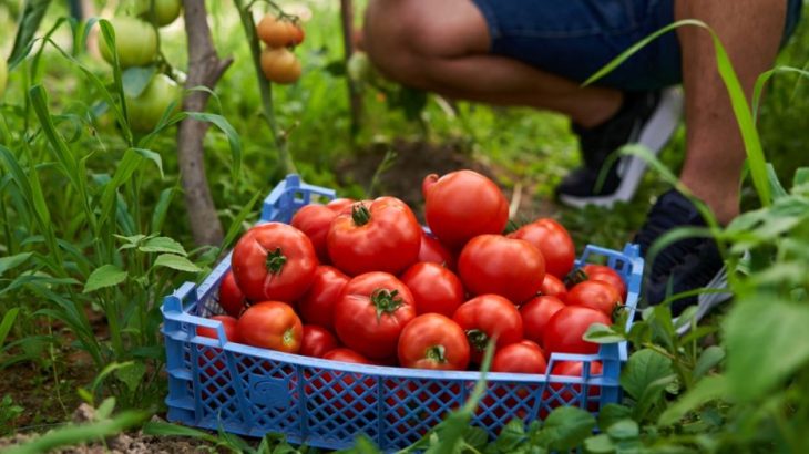 Jak letos na obří rajčata: Velké plody vám zařídí hořčičné semínko