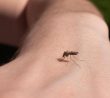 Abyste si letos nemuseli dělat starosti s otravnými komáry nebo klíšťaty, vytáhněte proti nim do boje s osvědčenými domácími prostředky.