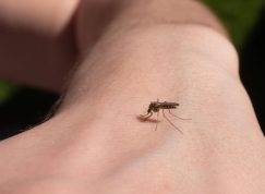 Abyste si letos nemuseli dělat starosti s otravnými komáry nebo klíšťaty, vytáhněte proti nim do boje s osvědčenými domácími prostředky.