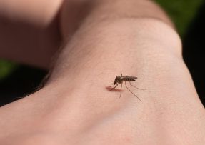 Abyste si letos nemuseli dělat starosti s otravnými komáry nebo klíšťaty, vytáhněte proti nim do boje s osvědčenými domácími prostředky.