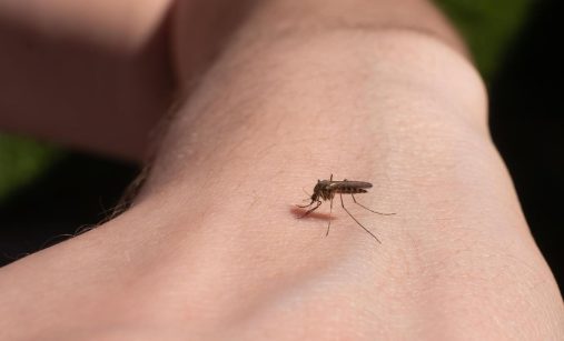 Abyste si letos nemuseli dělat starosti s otravnými komáry nebo klíšťaty, vytáhněte proti nim do boje s osvědčenými domácími prostředky.