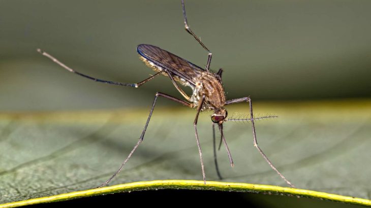 Komáři a mouchy se v domě už neukáží, odežene je směs z kafru