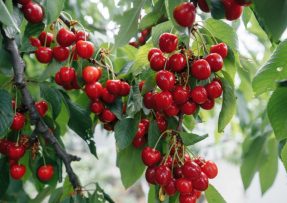 Čím hnojit třešně během jara: Obří plody zařídí docela obyčejný popel