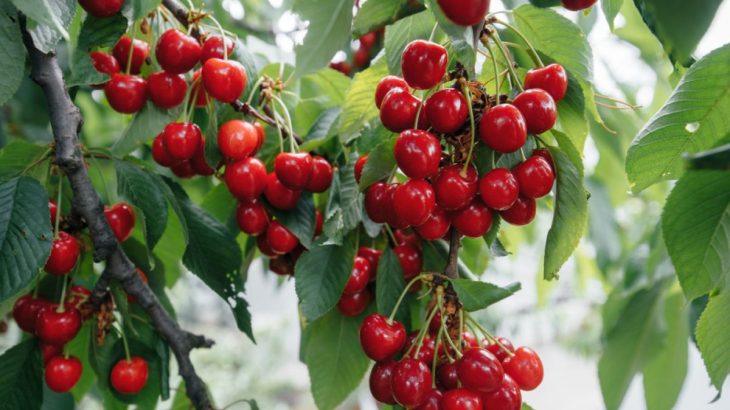 Čím hnojit třešně během jara: Obří plody zařídí docela obyčejný popel