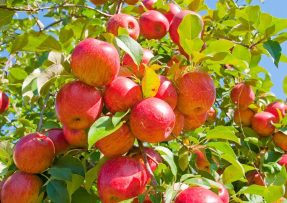 Čím hnojit jabloň: Šťavnatá jablka zařídí kyselina jantarová