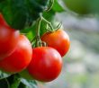 Důležité krmení rajčat během kvetení: Enormní úrodu zařídí dusík