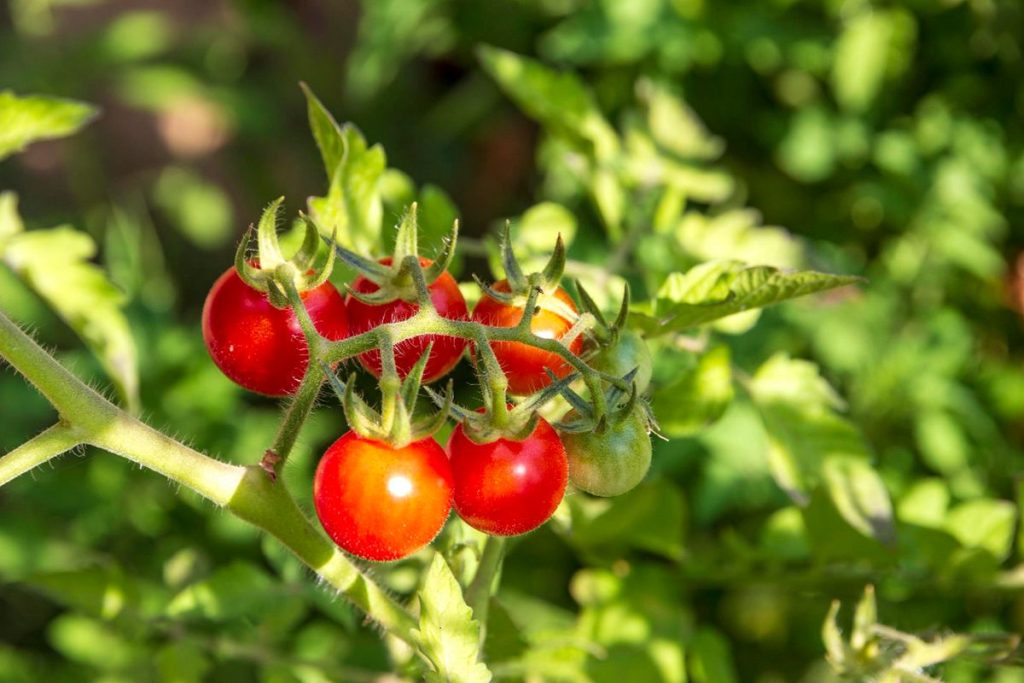 Pojistěte si letos svou úrodu rajčat jednoduchým způsobem – seznamte se se správnou zálivko a dodržujte ji. 