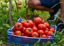 Jak na velkou úrodu rajčat: Občas pomohou jen ovesné vločky