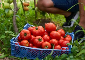Jak na velkou úrodu rajčat: Občas pomohou jen ovesné vločky