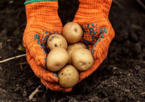 Pravidla luxusní úrody brambor: Chce to slunné místo a zálivku