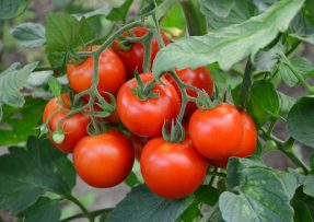Jeden střih a je po úrodě rajčat: Zkušený zahradník radí, jak na rajčata