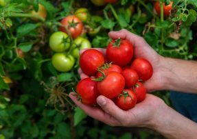 Účinné hnojivo pro rajčata: Krásné a zdravé plody zařídí obyčejné mléko