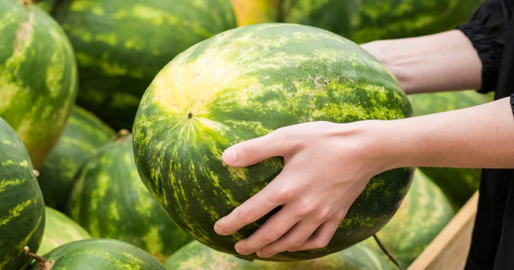 Jak na obří melouny: V jejich pěstování pomůže popel a droždí